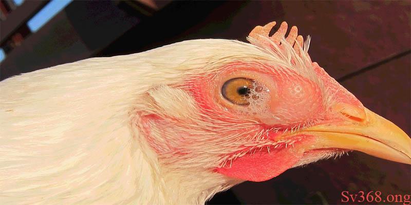 gà nhắm mắt chảy nước mắt Biện pháp ngăn người bệnh gà chảy nước mắt